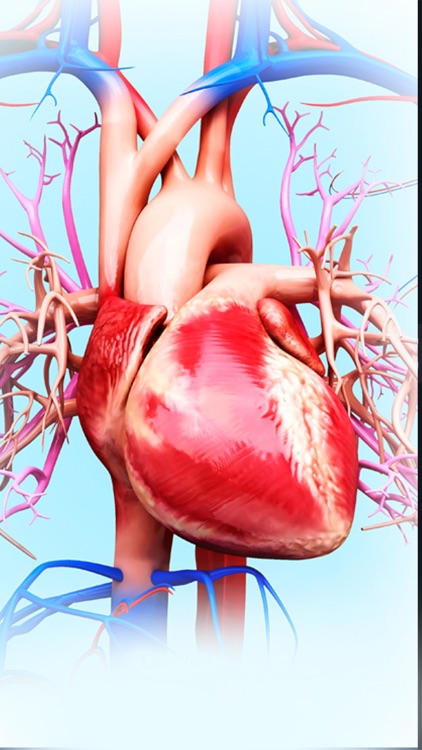 My Circulatory System Anatomy