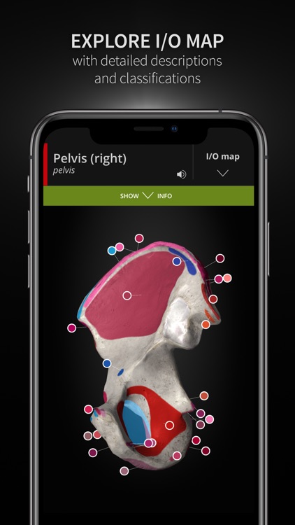 Anatomyka screenshot-4