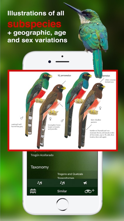 All Birds Colombia field guide