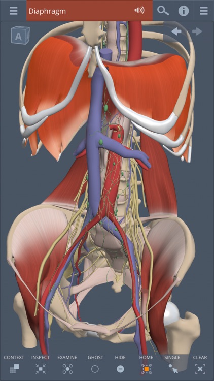 Abdomen: 3D Real-time