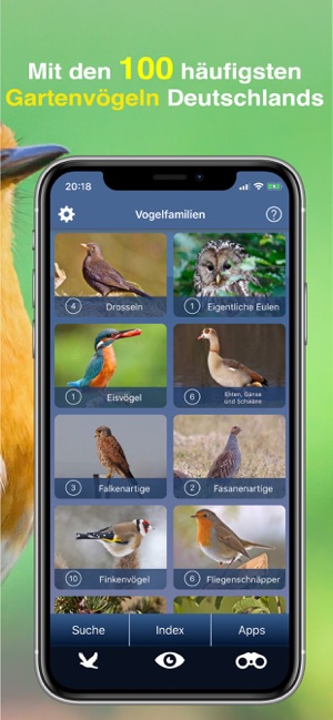 Vogel Id Gartenvögel bestimmen(圖3)-速報App