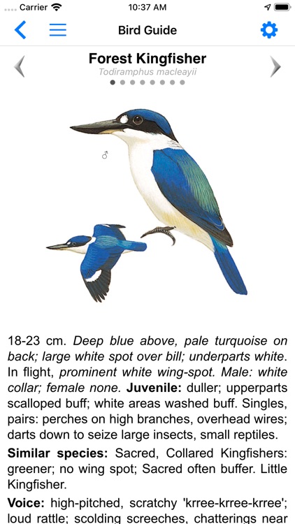 Pizzey&Knight Birds Australia