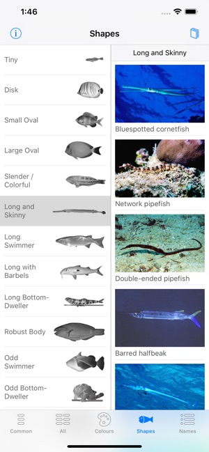 Oman Fish ID(圖6)-速報App