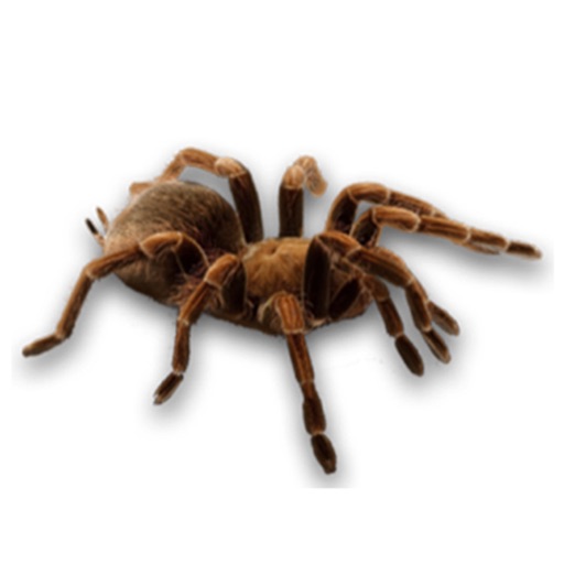 Spider Set Stickers icon