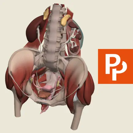 Female Pelvis: 3D Real-time Читы