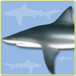 Sharks  Rays - ID Guide