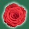 How many variety of roses do you know