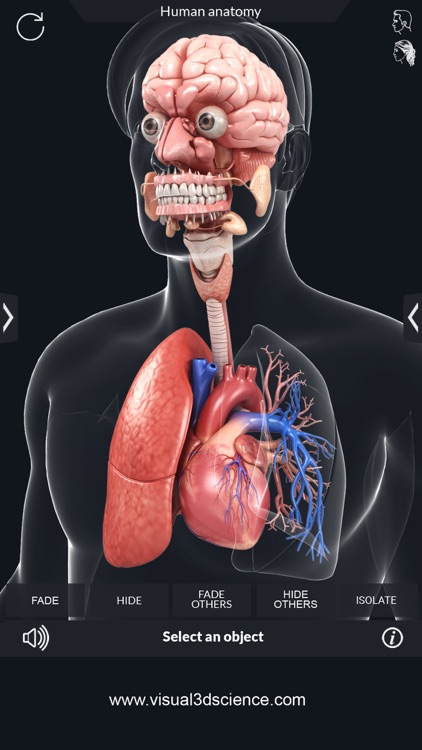 My Organs Anatomy screenshot-4