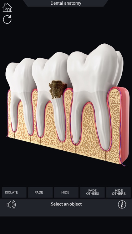My Dental Anatomy screenshot-5