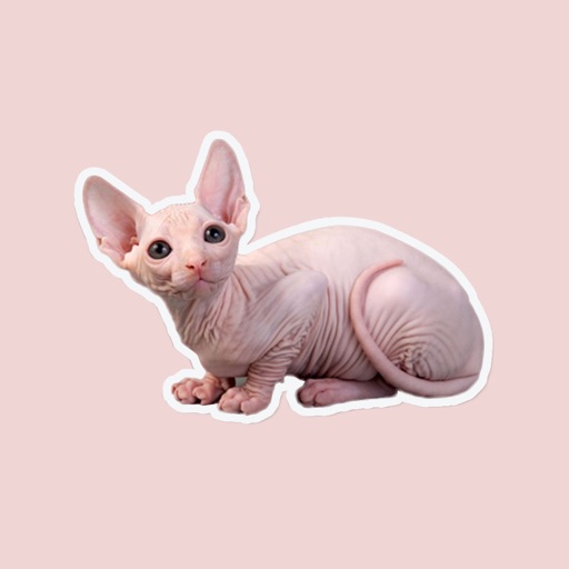 cute bald cats look like rats icon