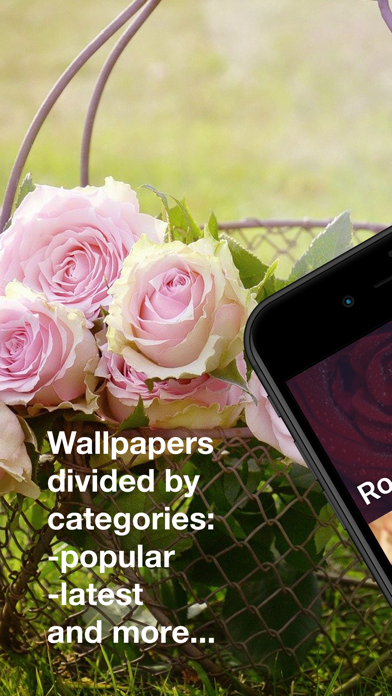 Updated Roses Wallpapers Hd Pc Iphone Ipad App Mod Download 21
