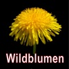 Wildblumen Mitteleuropas