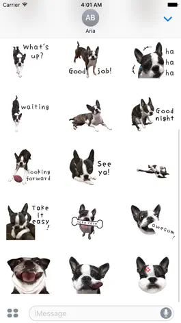 Game screenshot Iggy - Animated Boston Terrier hack