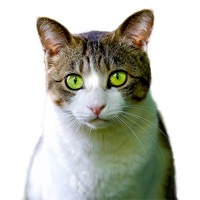 Figurinhas de Gatos pour PC