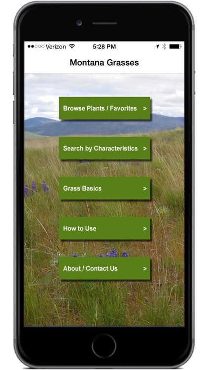 Montana Grasses