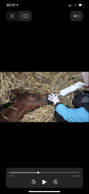 Foal CPR