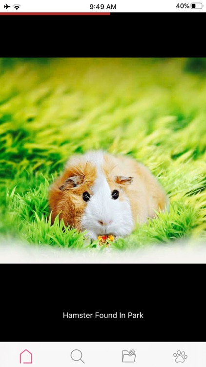 Petterly screenshot-7