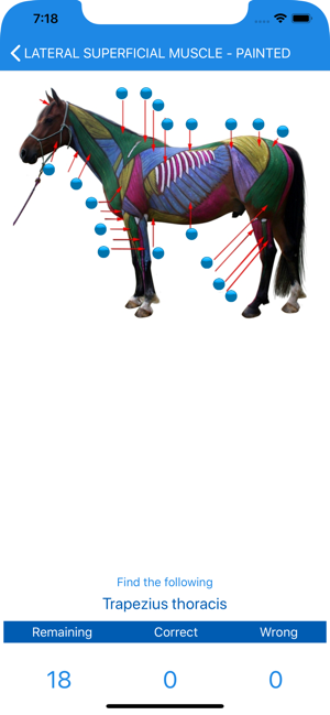 Equine Anatomy Learning Aid(圖4)-速報App