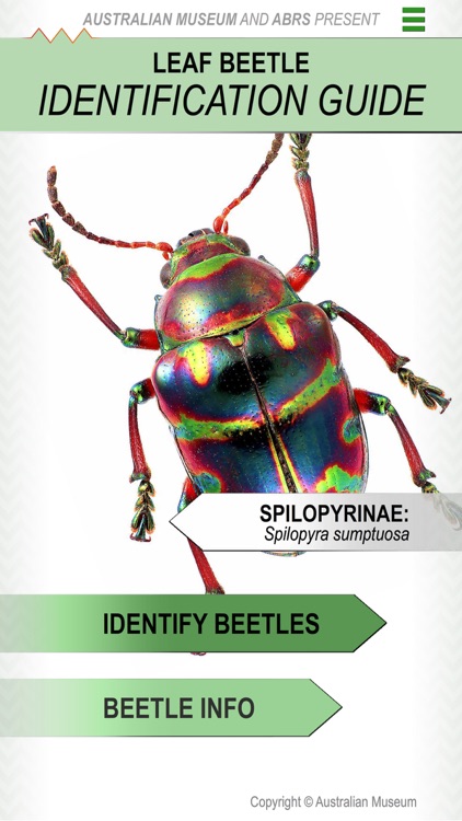 Leaf Beetle ID Guide