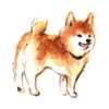 Watercolor Shiba Inu Dog Icon
