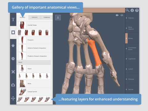 Forearm & Hand: 3D Real-time screenshot 2