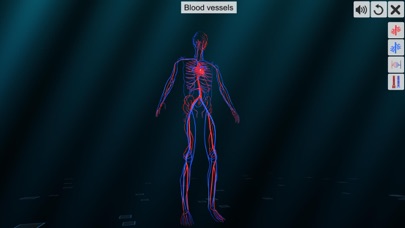 Vascular system screenshot 2