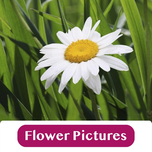 Flower Pictures - Effects