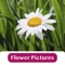Flower Pictures is the best way to show your love and affection