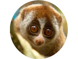 Lovely Lemurs Sticker Pack