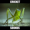 Crickets Sounds! Insect Sounds