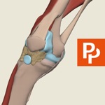 Knee 3D Real-time