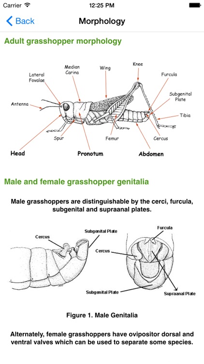 Grasshoppers of the Western US