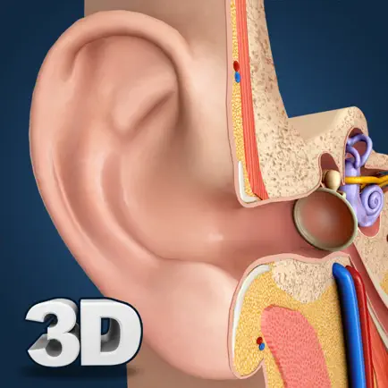 My Ear Anatomy Cheats