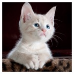 Super Cute Cats and Kittens