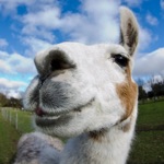 Mama Llamas Barn