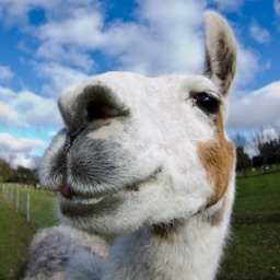 Mama Llama's Barn