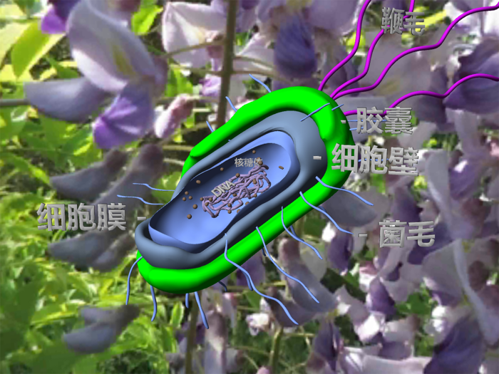 3D细胞结构（动物，植物，原核生物