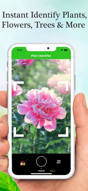 Flower & Plant Identification(圖3)-速報App