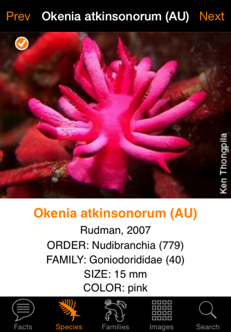 Nudibranch ID Australia NZ - náhled