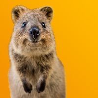 Quokka Selfie pour PC