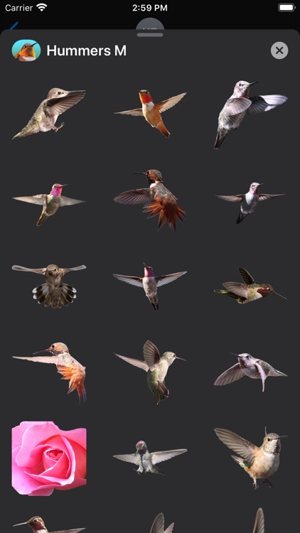 Hummingbirds - Medium (Retina)