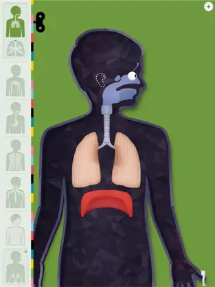 Image 5 El Cuerpo Humano por Tinybop iphone