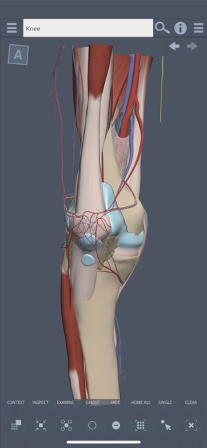 Knee: 3D Real-time