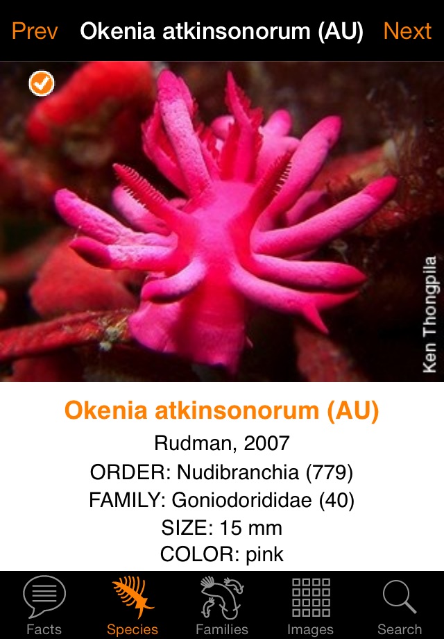 Nudibranch ID Australia NZ screenshot 4