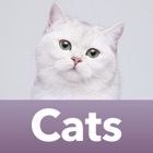Top 50 Games Apps Like Cat Breeds Guess The Cats Quiz - Best Alternatives