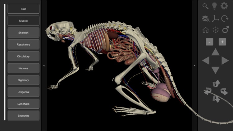 3D Rat Anatomy