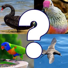 Activities of Bird Quiz - Birds of Australia