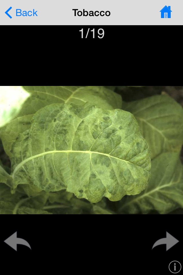 DiagnoPlantTobacco screenshot 3