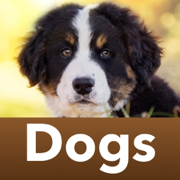 Dog Breed Identifier Scanner