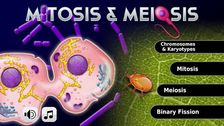 Biology Mitosis & Meiosis Pro